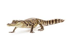Baby Crocodile Walking Forward Greeting Card For Sale By Good Focused