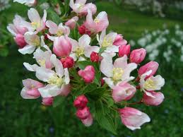 Water your white flowering tree thoroughly when you receive it. My Favorite Flowering Trees For The Philadelphia Area Newtown Square Pa From Robert J Kleinberg Landscape Design