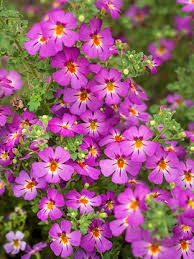 Image result for Jamesbrittenia integerrima