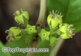 Image result for Vangueria vestita