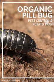 We did not find results for: Organic Pill Bug Control Using A Potato Trap