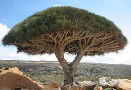 Check spelling or type a new query. Dracaena Cinnabari Wikipedia