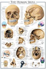 Anatomy Of The Human Skull Medical Science Wall Chart Poster