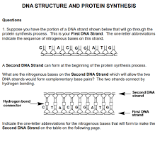 The bases within dna undergo complimentary base pairing with cytosine forming three hydrogen bonds to guanine, and adenine forming two hydrogen bonds to thymine. Solved Dna Structure And Protein Synthesis Questions 1 S Chegg Com