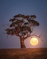 Nature Geography On Instagram Moon Rise Australia Photo By Joshdavis23 Naturegeography Beautiful Moon Nature Photography Shoot The Moon