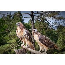 Birds Of Prey Western North Carolina Pin On My Polyvore Finds