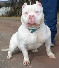 White Boss Bully Breeds Dogs Pitbulls White Pitbull