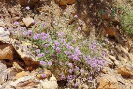 Image result for Landolphia villosa