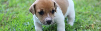 (sap), is a 501(c)(3) nonprofit volunteer organization. Dog Adoption Center Near Me The Y Guide