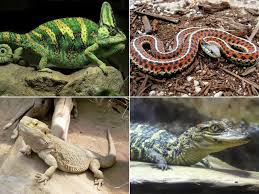 Namun, menurut keterangan dari seorang petani dari kota wafangdian, xu changjin, babi ini sudah meninggal. Pusat Reptilia Terbesar Dan Tercanggih Dunia Bakal Siap Di Zoo Negara Libur