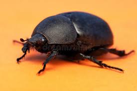 Image result for Pentodon