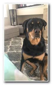 Fendi is an adorable purebred rottweiler puppy. 700 I Love Rottweiler Ideas Rottweiler Rottweiler Puppies Rottie