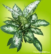 How To Grow A Dieffenbachia Dumb Cane Plant Houseplant 411 In 2020 Dumb Cane Plant Plants House Plants