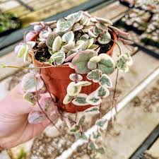 Image result for Ceropegia breviflora