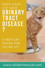 The Number 1 Way To Prevent Urinary Tract Disease Is Through Diet Read More To Find Out What Makes A Cat Food Good Natural Pet Care Cat Nutrition Cat Remedies