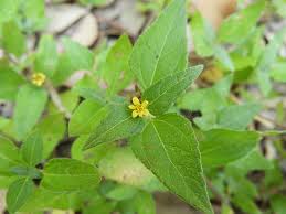 Image result for Calyptocarpus vialis