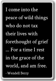 This may be the most important and most powerful quote you'll read here today. Amazon Com I Come Into The Peace Of Wild Things Who Do N Wendell Berry Quotes Fridge Magnet Black Kitchen Dining