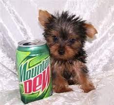 Teacup Yorkie Puppy For Free Teacup Yorkie Puppy For Free In Detroit Usa 31 August 2008 20 08 Teacup Yorkie Puppy Teacup Yorkie Yorkie Puppy