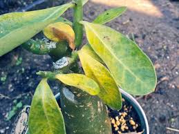 ハダニの駆除 対策方法 予防のためにする日頃の手入れとは Greensnap グリーンスナップ
