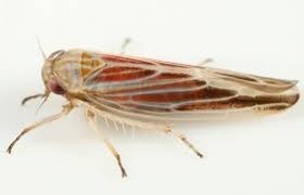 Image result for Rhamphicarpa brevipedicellata