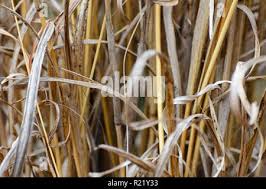 Image result for Hyperthelia dissoluta