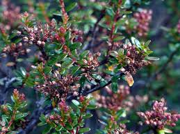 Image result for Xyris capnoides