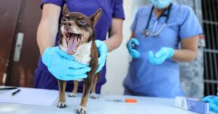 Maybe you would like to learn more about one of these? Should I Get Pet Insurance Here S Why You Should Consider It