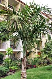 Image result for Gaussia maya