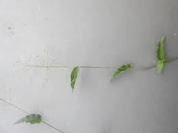 Image result for Panicum brevifolium