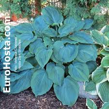 Rated 5 out of 5. Hosta Dark Shadows Eurohosta