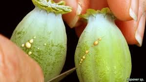 Image result for Plicosepalus sagittifolius