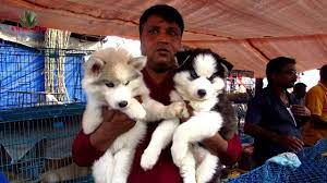 Our store is more than. Recent Dog Puppy Price At Galiff Street Pet Market Kolkata Cute Dog Puppy 13th Dec 2020 Visit Youtube