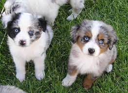 Check spelling or type a new query. Mini Aussie Puppies Ohio Novocom Top