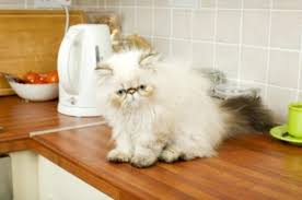 How to discourage cats from jumping on countertops and tables. Keeping Cats Off Counters Thriftyfun
