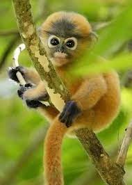 Dusky Leaf Monkey Cute Animals Animals Beautiful Animals Wild
