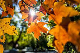 2020 fall leaf collection dates: 7 Things To Do With Fall Leaves