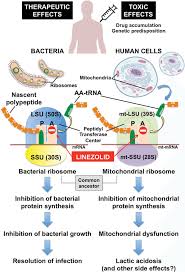 Image result for Linezolid
