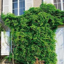 We did not find results for: Akebia Quinata Pflanzen Fur Dich De 12 95