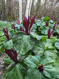 Emily Chandler (@Emlovesplants)