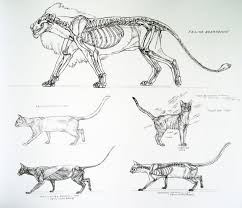 Animal Anatomy Hayvan Anatomisi Hayvan Cizimi Ve Cizimler