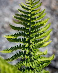 Image result for Dryopteris antarctica