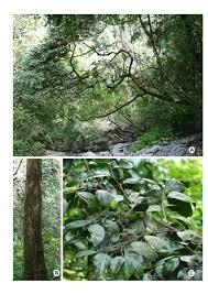 Image result for Psydrax