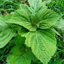 Korean Sesame Leaf Plant Leaves Vegan Korean Food Plants