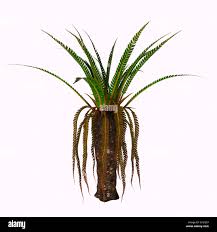 Image result for Stolzia williamsonii