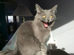 Image result for excited cat"