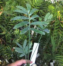 Image result for Encephalartos turneri