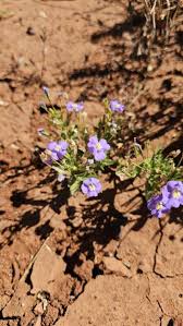 Image result for Mimulus gracilis