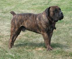 Maybe you would like to learn more about one of these? Brindle Boerboel Brembo Owned By Mae Boerboel Beautiful Dogs Boerboel Dogs