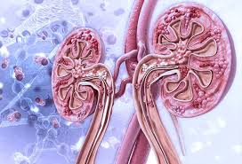 Since lupus causes the immune system to attack the body, drugs which suppress or change the immune system may be added to other medicines to help reach treatment goals such as reducing lupus disease activity and flares. Types Of Lupus Nephritis Definition Symptoms Treatment