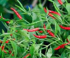 Image result for Capsicum annuum